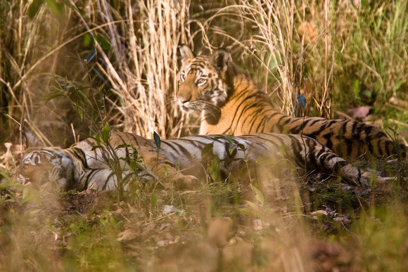 Tiger Cubs-2